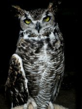 great horned owl