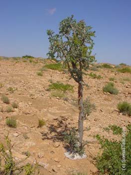 Geedaha xijigaa ama Fooxa ah ee ku beeran Buuraha Dushooda